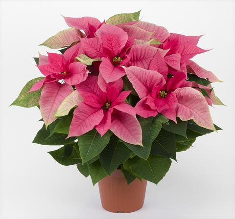 Foto fiore da  Vaso Poinsettia - Euphorbia pulcherrima Allegra Rosa