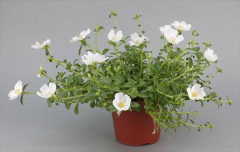 Foto fiore da  Aiuola, balcone, basket Portulaca Duna® White Improved