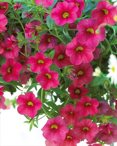 Foto fiore da  Vaso, aiuola, balcone, basket Calibrachoa Million Bells® Compact Cherry