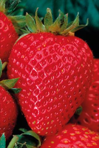 photo of flower to be used as: Pot, bedding, patio Fragaria Eliana F1