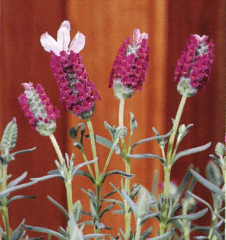 Foto fiore da  Vaso e aiola Lavandula stoechas Madrid Pink