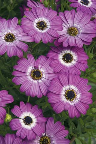 Foto fiore da  Vaso e aiola Osteospermum ecklonis Cape Daisy Dodoma Purple