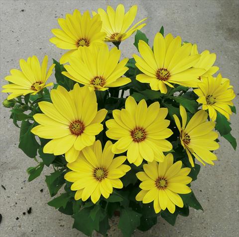 Foto fiore da  Vaso e aiola Osteospermum ecklonis Cape Daisy Yellow Halo