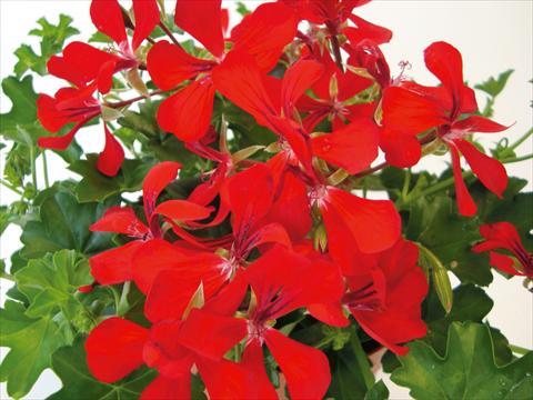 Foto fiore da  Vaso, balcone, basket Pelargonium peltatum Ville de Paris Super Red