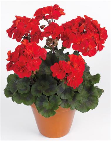 Foto fiore da  Vaso, aiuola, balcone Pelargonium zonale pac® Abelina