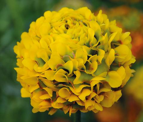 photo of flower to be used as: Pot and bedding Ranunculus asiaticus Pon-Pon®