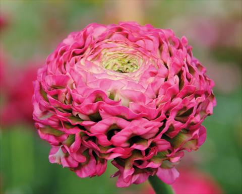 Foto fiore da  Vaso e aiola Ranunculus asiaticus Pon-Pon®