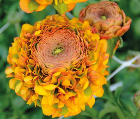 Foto fiore da  Vaso e aiola Ranunculus asiaticus Pon-Pon®