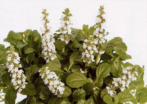 Foto fiore da  Vaso e aiola Ajuga reptans Alba