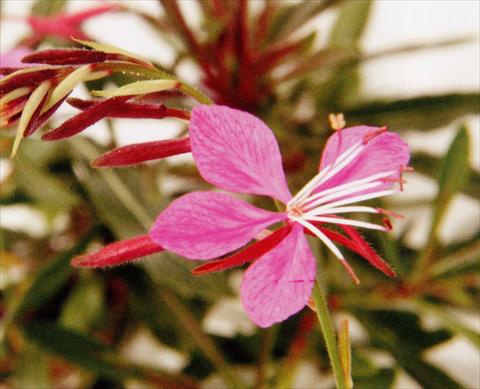 Foto fiore da  Aiuola e/o bordura Gaura lindheimeri Pink