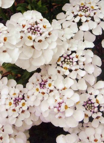 photo of flower to be used as: Bedding / border plant Iberis sempervirens Masterpiece
