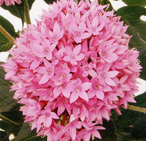 Foto fiore da  Vaso e aiola Pentas lanceolata Panic Lilac