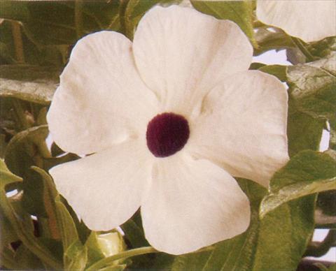 Foto fiore da  Basket o vaso Thunbergia alata White