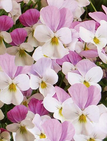 Foto fiore da  Vaso e aiola Viola hybrida Friolina® Pink White Cascadiz