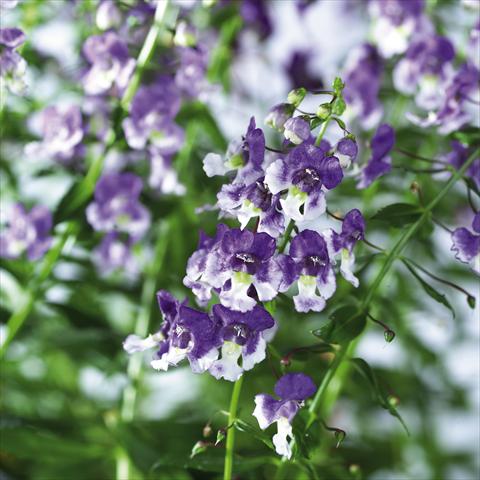 Foto fiore da  Vaso, aiuola, balcone, basket Angelonia angustifolia pac® Adessa Bicolor