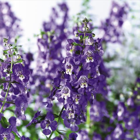 Foto fiore da  Vaso, aiuola, balcone, basket Angelonia angustifolia pac® Adessa Blu