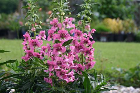 Foto fiore da  Vaso, aiuola, balcone, basket Angelonia angustifolia pac® Adessa Pink