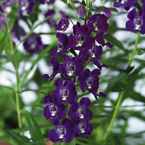 Foto fiore da  Vaso, aiuola, balcone, basket Angelonia angustifolia pac® Adessa Purple