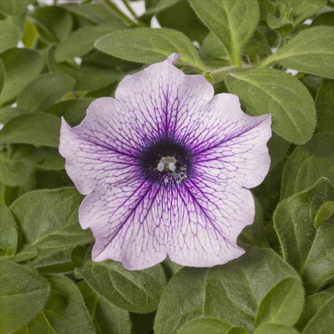 Foto fiore da  Vaso, aiuola, balcone, basket Petunia pac® Happytoonia Blue Vein