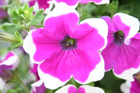 Foto fiore da  Vaso, aiuola, balcone, basket Petunia pac® Happytoonia Picotee Purple