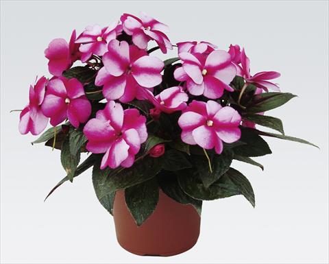 Foto fiore da  Vaso, aiuola, balcone, basket Impatiens N. Guinea pac® Impacio® Purple Star