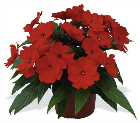 Foto fiore da  Vaso, aiuola, balcone, basket Impatiens N. Guinea pac® Impacio® Scarlet