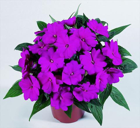 Foto fiore da  Vaso, aiuola, balcone, basket Impatiens N. Guinea RED FOX Petticoat Blue