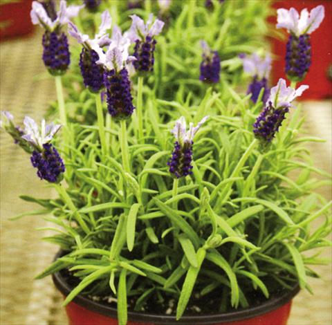 Foto fiore da  Vaso e aiola Lavandula stoechas Marshwood