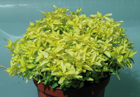 Foto fiore da  Vaso e aiola Origanum vulgare Aureum Gold