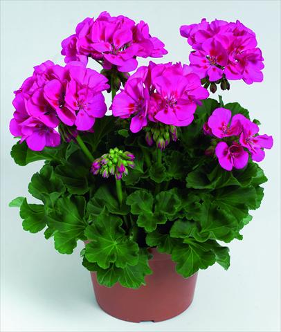 Foto fiore da  Vaso, aiuola, balcone Pelargonium zonale RED FOX Green Series Melrose