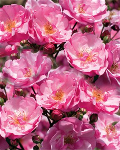 photo of flower to be used as: Bedding / border plant Rosa paesaggistica Louis Bleriot