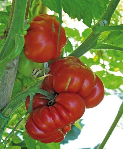photo of flower to be used as: Pot, bedding, patio Solanum lycopersicum (pomodoro) riccio