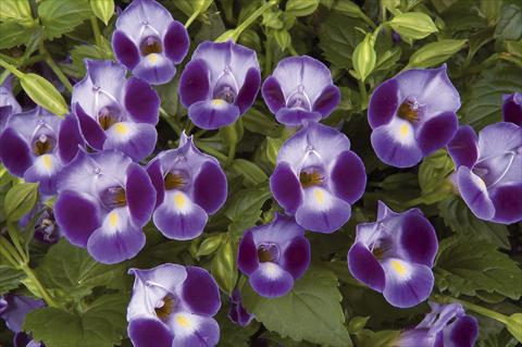 Foto fiore da  Vaso, aiuola, balcone Torenia Moon Purple