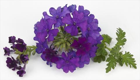 Foto fiore da  Vaso, balcone, basket Verbena Benissima® Blue