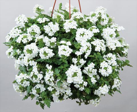 Foto fiore da  Vaso, balcone, basket Verbena Veralena™ Wedding White bianco