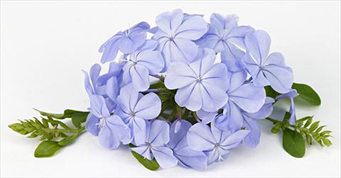 Foto fiore da  Aiuola e/o bordura Plumbago auriculata Blue