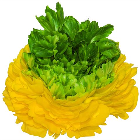 photo of flower to be used as: Cutflower Ranunculus asiaticus Success® Lemon