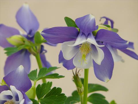 Foto fiore da  Vaso e aiola Aquilegia caerulea Spring Magic Navy and White