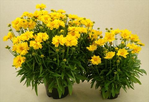 Foto fiore da  Vaso e aiola Coreopsis grandiflora Illico