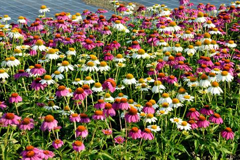 photo of flower to be used as: Bedding / border plant Echinacea purpurea Poe How