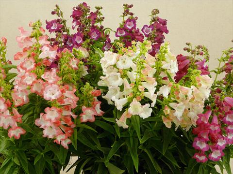 photo of flower to be used as: Pot and bedding Penstemon hartwegii Phoenix Mix