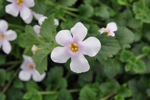 Foto fiore da  Vaso, balcone, basket Bacopa (Sutera cordata) Secrets Bomba