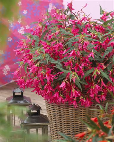 photo of flower to be used as: Bedding pot or basket Begonia boliviensis Crackling Fire® Pink
