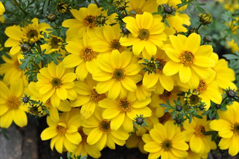 Foto fiore da  Vaso, aiuola, balcone, basket Bidens ferulifolia Bee Yellow Crown