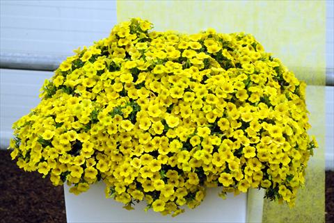 photo of flower to be used as: Pot, bedding, patio, basket Calibrachoa Celebration Banana
