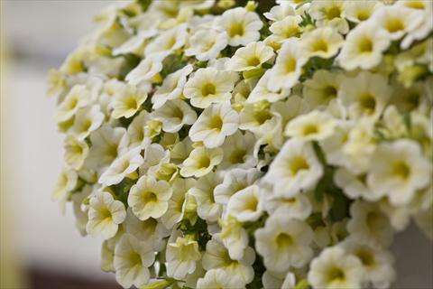 Foto fiore da  Vaso, aiuola, balcone, basket Calibrachoa Celebration Lemon Ice