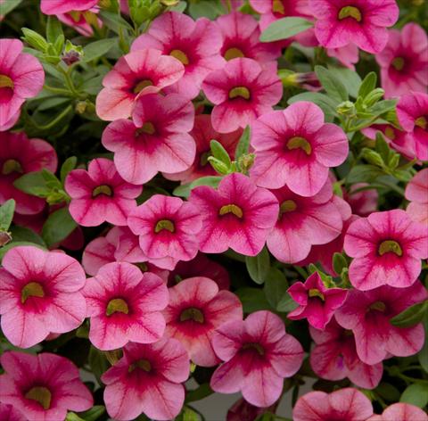 Foto fiore da  Vaso, aiuola, balcone, basket Calibrachoa Celebration Strawberry