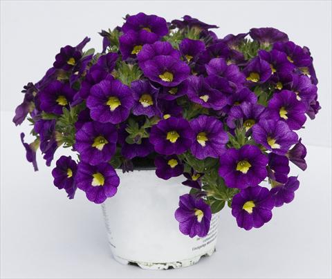 Foto fiore da  Vaso, aiuola, balcone, basket Calibrachoa Celebration Velvet Blue