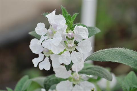 photo of flower to be used as: Pot Cuphea ilavea Trend Blush White