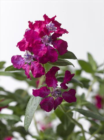 photo of flower to be used as: Pot Cuphea ilavea Trend Bordeaux